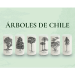 Juego de 6 vasos - Árboles Chilenos 500ml