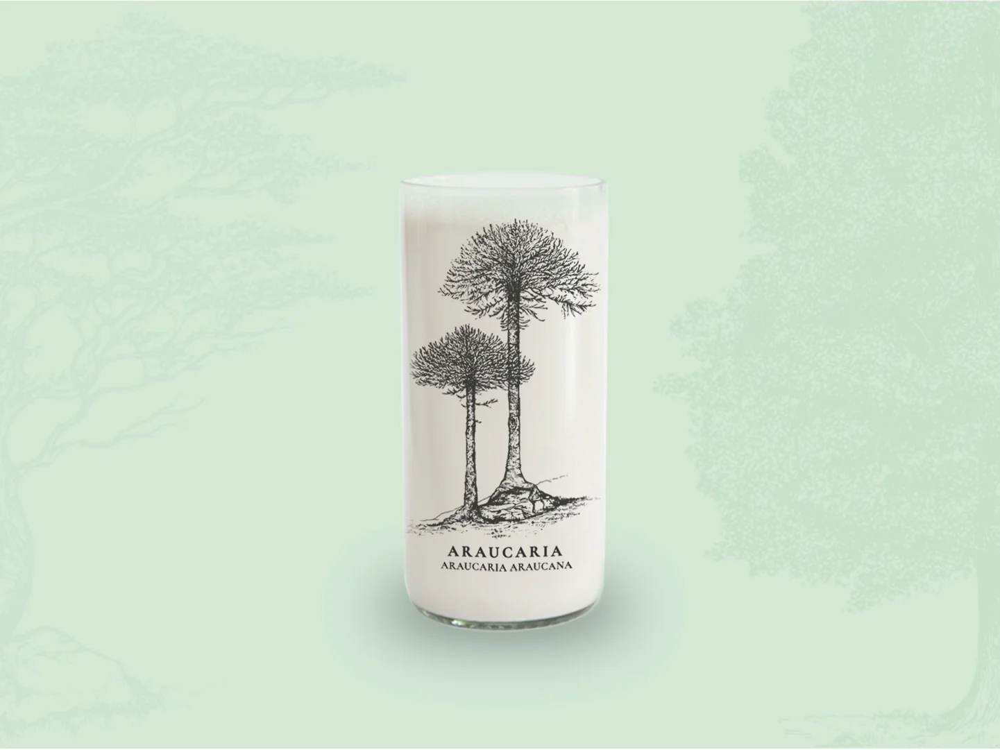 araucaria