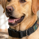 su_co02_collar-de-perro-sublimable_1